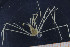  ( - UMBergen_MBOWA_brach137)  @13 [ ] CreativeCommons - Attribution Non-Commercial Share-Alike (2013) Natural History Collections, University of Bergen University of Bergen, Natural History Collections
