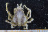  ( - UMBergen_MBOWA_brach138)  @13 [ ] CreativeCommons - Attribution Non-Commercial Share-Alike (2013) Natural History Collections, University of Bergen University of Bergen, Natural History Collections