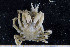  ( - UMBergen_MBOWA_brach139)  @11 [ ] CreativeCommons - Attribution Non-Commercial Share-Alike (2013) Natural History Collections, University of Bergen University of Bergen, Natural History Collections