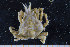  ( - UMBergen_MBOWA_brach139)  @11 [ ] CreativeCommons - Attribution Non-Commercial Share-Alike (2013) Natural History Collections, University of Bergen University of Bergen, Natural History Collections