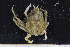  ( - UMBergen_MBOWA_brach140)  @12 [ ] CreativeCommons - Attribution Non-Commercial Share-Alike (2013) Natural History Collections, University of Bergen University of Bergen, Natural History Collections