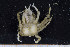  ( - UMBergen_MBOWA_brach140)  @12 [ ] CreativeCommons - Attribution Non-Commercial Share-Alike (2013) Natural History Collections, University of Bergen University of Bergen, Natural History Collections
