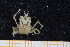  ( - UMBergen_MBOWA_brach141)  @12 [ ] CreativeCommons - Attribution Non-Commercial Share-Alike (2013) Natural History Collections, University of Bergen University of Bergen, Natural History Collections
