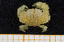  ( - UMBergen_MBOWA_brach145)  @11 [ ] CreativeCommons - Attribution Non-Commercial Share-Alike (2013) Natural History Collections, University of Bergen University of Bergen, Natural History Collections