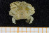  ( - UMBergen_MBOWA_brach145)  @11 [ ] CreativeCommons - Attribution Non-Commercial Share-Alike (2013) Natural History Collections, University of Bergen University of Bergen, Natural History Collections