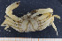 ( - UMBergen_MBOWA_brach161)  @14 [ ] CreativeCommons - Attribution Non-Commercial Share-Alike (2013) Natural History Collections, University of Bergen University of Bergen, Natural History Collections