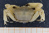  ( - UMBergen_MBOWA_brach161)  @12 [ ] CreativeCommons - Attribution Non-Commercial Share-Alike (2013) Natural History Collections, University of Bergen University of Bergen, Natural History Collections