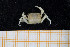  ( - UMBergen_MBOWA_brach162)  @11 [ ] CreativeCommons - Attribution Non-Commercial Share-Alike (2013) Natural History Collections, University of Bergen University of Bergen, Natural History Collections