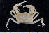  ( - UMBergen_MBOWA_brach163)  @14 [ ] CreativeCommons - Attribution Non-Commercial Share-Alike (2013) Natural History Collections, University of Bergen University of Bergen, Natural History Collections