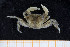  (Pachygrapsus gracilis - UMBergen_MBOWA_brach172)  @15 [ ] CreativeCommons - Attribution Non-Commercial Share-Alike (2013) Natural History Collections, University of Bergen University of Bergen, Natural History Collections