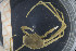  ( - UMBergen_MBOWA_brach179)  @13 [ ] CreativeCommons - Attribution Non-Commercial Share-Alike (2013) Natural History Collections, University of Bergen University of Bergen, Natural History Collections