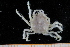  ( - UMBergen_MBOWA_brach191)  @11 [ ] CreativeCommons - Attribution Non-Commercial Share-Alike (2013) Unspecified University of Bergen, Natural History Collections