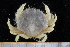  ( - UMBergen_MBOWA_brach195)  @11 [ ] CreativeCommons - Attribution Non-Commercial Share-Alike (2013) Unspecified University of Bergen, Natural History Collections