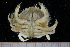  ( - UMBergen_MBOWA_brach195)  @11 [ ] CreativeCommons - Attribution Non-Commercial Share-Alike (2013) Unspecified University of Bergen, Natural History Collections