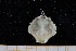  ( - UMBergen_MBOWA_brach196)  @11 [ ] CreativeCommons - Attribution Non-Commercial Share-Alike (2013) Unspecified University of Bergen, Natural History Collections