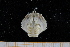  ( - UMBergen_MBOWA_brach196)  @11 [ ] CreativeCommons - Attribution Non-Commercial Share-Alike (2013) Unspecified University of Bergen, Natural History Collections