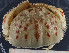 ( - UMBergen_MBOWA_brach197)  @13 [ ] CreativeCommons - Attribution Non-Commercial Share-Alike (2013) Unspecified University of Bergen, Natural History Collections