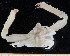  (Distolambrus - UMBergen_MBOWA_brach204)  @14 [ ] CreativeCommons - Attribution Non-Commercial Share-Alike (2013) Unspecified University of Bergen, Natural History Collections