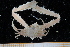  ( - UMBergen_MBOWA_brach209)  @13 [ ] CreativeCommons - Attribution Non-Commercial Share-Alike (2013) Unspecified University of Bergen, Natural History Collections