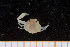  ( - UMBergen_MBOWA_brach20)  @12 [ ] CreativeCommons - Attribution Non-Commercial Share-Alike (2013) Natural History Collections, University of Bergen University of Bergen, Natural History Collections