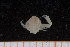  ( - UMBergen_MBOWA_brach20)  @13 [ ] CreativeCommons - Attribution Non-Commercial Share-Alike (2013) Natural History Collections, University of Bergen University of Bergen, Natural History Collections