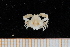 ( - UMBergen_MBOWA_brach211)  @13 [ ] CreativeCommons - Attribution Non-Commercial Share-Alike (2013) Unspecified University of Bergen, Natural History Collections