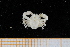  ( - UMBergen_MBOWA_brach211)  @13 [ ] CreativeCommons - Attribution Non-Commercial Share-Alike (2013) Unspecified University of Bergen, Natural History Collections