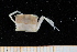  ( - UMBergen_MBOWA_brach219)  @11 [ ] CreativeCommons - Attribution Non-Commercial Share-Alike (2013) Unspecified University of Bergen, Natural History Collections