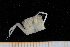 ( - UMBergen_MBOWA_brach219)  @11 [ ] CreativeCommons - Attribution Non-Commercial Share-Alike (2013) Unspecified University of Bergen, Natural History Collections