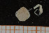  ( - UMBergen_MBOWA_brach21)  @12 [ ] CreativeCommons - Attribution Non-Commercial Share-Alike (2013) Natural History Collections, University of Bergen University of Bergen, Natural History Collections