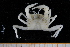  ( - UMBergen_MBOWA_brach221)  @11 [ ] CreativeCommons - Attribution Non-Commercial Share-Alike (2013) Unspecified University of Bergen, Natural History Collections