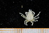  ( - UMBergen_MBOWA_brach222)  @12 [ ] CreativeCommons - Attribution Non-Commercial Share-Alike (2013) Unspecified University of Bergen, Natural History Collections