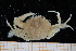  ( - UMBergen_MBOWA_brach226)  @11 [ ] CreativeCommons - Attribution Non-Commercial Share-Alike (2013) Unspecified University of Bergen, Natural History Collections