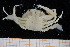  ( - UMBergen_MBOWA_brach226)  @11 [ ] CreativeCommons - Attribution Non-Commercial Share-Alike (2013) Unspecified University of Bergen, Natural History Collections