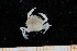  ( - UMBergen_MBOWA_brach228)  @11 [ ] CreativeCommons - Attribution Non-Commercial Share-Alike (2013) Unspecified University of Bergen, Natural History Collections