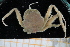  (Medorippe - UMBergen_MBOWA_brach232)  @14 [ ] CreativeCommons - Attribution Non-Commercial Share-Alike (2013) Unspecified University of Bergen, Natural History Collections