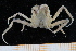  ( - UMBergen_MBOWA_brach233)  @12 [ ] CreativeCommons - Attribution Non-Commercial Share-Alike (2013) Unspecified University of Bergen, Natural History Collections