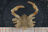  (Atlantotlos - UMBergen_MBOWA_brach23)  @14 [ ] CreativeCommons - Attribution Non-Commercial Share-Alike (2013) Natural History Collections, University of Bergen University of Bergen, Natural History Collections