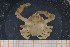  ( - UMBergen_MBOWA_brach23)  @12 [ ] CreativeCommons - Attribution Non-Commercial Share-Alike (2013) Natural History Collections, University of Bergen University of Bergen, Natural History Collections