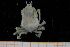  ( - UMBergen_MBOWA_brach241)  @13 [ ] CreativeCommons - Attribution Non-Commercial Share-Alike (2013) Unspecified University of Bergen, Natural History Collections
