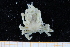  ( - UMBergen_MBOWA_brach241)  @12 [ ] CreativeCommons - Attribution Non-Commercial Share-Alike (2013) Unspecified University of Bergen, Natural History Collections