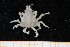  ( - UMBergen_MBOWA_brach242)  @14 [ ] CreativeCommons - Attribution Non-Commercial Share-Alike (2013) Unspecified University of Bergen, Natural History Collections