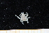  ( - UMBergen_MBOWA_brach243)  @13 [ ] CreativeCommons - Attribution Non-Commercial Share-Alike (2013) Unspecified University of Bergen, Natural History Collections