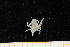  ( - UMBergen_MBOWA_brach243)  @12 [ ] CreativeCommons - Attribution Non-Commercial Share-Alike (2013) Unspecified University of Bergen, Natural History Collections