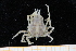  ( - UMBergen_MBOWA_brach244)  @12 [ ] CreativeCommons - Attribution Non-Commercial Share-Alike (2013) Unspecified University of Bergen, Natural History Collections