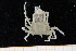  ( - UMBergen_MBOWA_brach244)  @12 [ ] CreativeCommons - Attribution Non-Commercial Share-Alike (2013) Unspecified University of Bergen, Natural History Collections