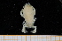  ( - UMBergen_MBOWA_brach251)  @12 [ ] CreativeCommons - Attribution Non-Commercial Share-Alike (2013) Unspecified University of Bergen, Natural History Collections