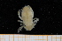  ( - UMBergen_MBOWA_brach252)  @12 [ ] CreativeCommons - Attribution Non-Commercial Share-Alike (2013) Unspecified University of Bergen, Natural History Collections
