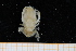  ( - UMBergen_MBOWA_brach252)  @12 [ ] CreativeCommons - Attribution Non-Commercial Share-Alike (2013) Unspecified University of Bergen, Natural History Collections