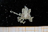  ( - UMBergen_MBOWA_brach256)  @13 [ ] CreativeCommons - Attribution Non-Commercial Share-Alike (2013) Unspecified University of Bergen, Natural History Collections